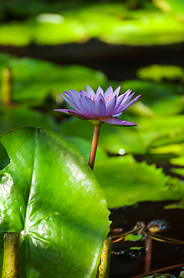 포토 JPG 해외이미지 꽃 꽃무늬 연꽃 사람없음 컬러풀 벚꽃 내추럴 해외202004 해외포토 식물 컬러 무늬 파일형식 이미지허브