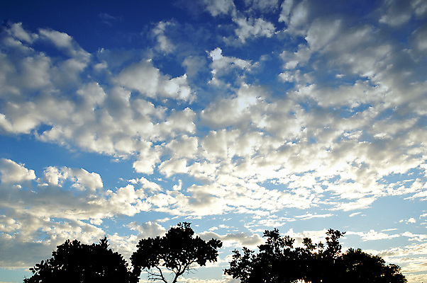 포토 JPG 해외이미지 나무 식물 1 계절 지구 백그라운드 잎 밭 농업 자연 하늘 풍경 사람없음 야외 목재 초록색 여름 파란색 햇빛 평화 환경 맑음 힘 봄 성장 나뭇가지 시골 고독 숲 큼 싱글 잡동사니 내추럴 생태학 옛날 수평선 해외202004 해외포토 교육 감정 산업 컬러 컨셉 재료 날씨 태양 크기 생태계 파일형식 이미지허브