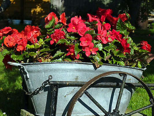 포토 JPG 해외이미지 식물 계절 꽃 꽃무늬 잔디 사람없음 장식 초록색 정원 수레 봄 시골 침대 바퀴 원예 조경 심기 해외202004 해외포토 컬러 가구 무늬 모션 취미 카트 파일형식 이미지허브