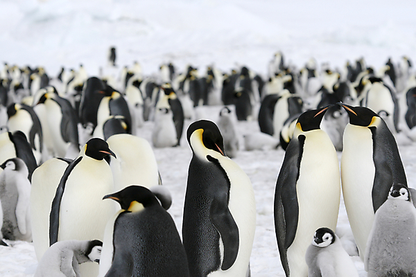 포토 JPG 해외이미지 동물 야생동물 겨울 자연 조류 사람없음 냉동 얼음 추위 남극 북극 펭귄 봉 남쪽 해외202004 해외포토 자연요소 계절 극지방 방향 생태계 파일형식 이미지허브