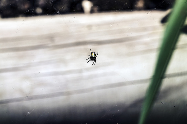 포토 JPG 해외이미지 식물 계절 곤충 자연 날씨 사람없음 초록색 정원 화목 힘 봄 에너지 성장 시골 원예 해외202004 해외포토 동물 컬러 컨셉 취미 생태계 파일형식 이미지허브