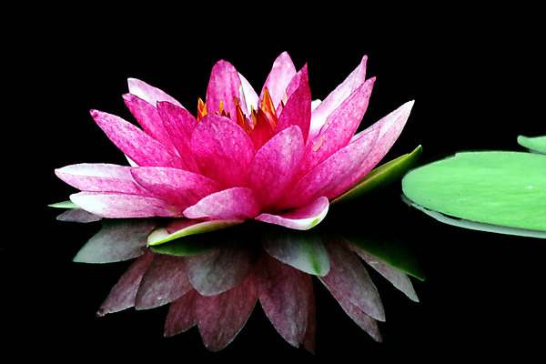 포토 JPG 해외이미지 식물 공원 꽃잎 꽃 종교 꽃다발 백그라운드 잎 꽃무늬 밭 농업 자연 새로움 사람없음 야외 장식 초록색 컬러풀 반사 정원 성장 벚꽃 나뭇가지 연못 신선 화려 개화 허브 내추럴 해외202004 해외포토 나무 공공시설 산업 컬러 컨셉 무늬 생태계 파일형식 이미지허브