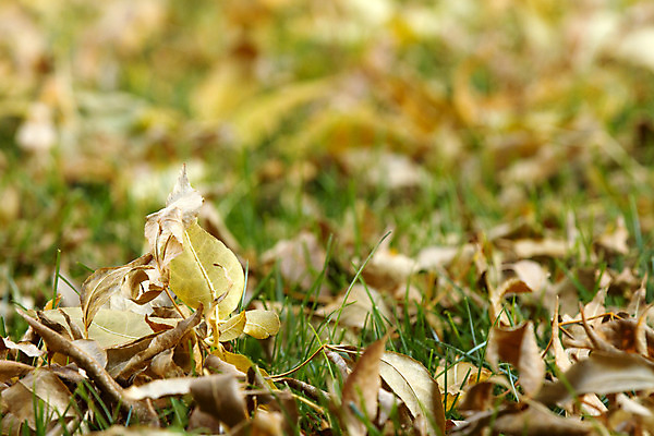 포토 JPG 해외이미지 나무 계절 잎 오렌지 자연 풍경 사람없음 야외 초록색 여름 컬러풀 갈색 환경 가을 시골 숲 10월 블러 해외202004 해외포토 식물 컬러 과일 날짜 생태계 파일형식 이미지허브