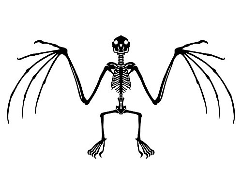 EPS 해외이미지 동물 날개 일러스트 포유류 해부 자연 뼈 골격 검은색 흰색 박쥐 바비큐립 고립 해외202004 해외일러스트 컬러 의학 바비큐 생태계 파일형식 벡터 이미지허브