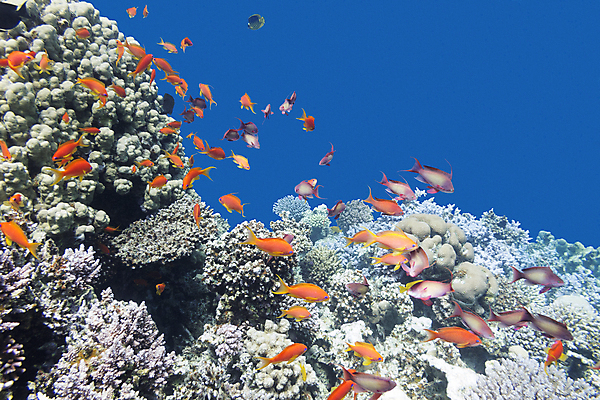 포토 JPG 해외이미지 동물 야생동물 바다 자연 어류 풍경 사람없음 물 파란색 컬러풀 바닷속 수중 거품 생태계 해외202004 해외포토 자연요소 컬러 수중동물 파일형식 이미지허브