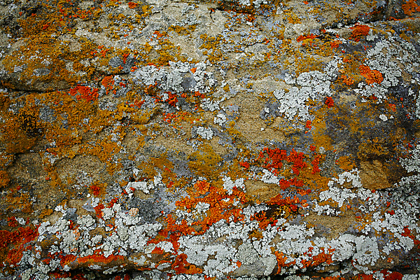 포토 JPG 해외이미지 오렌지 이끼 사람없음 노란색 환경 회색 성장 흰색 유기농 질감 생태학 해외202004 해외포토 웰빙 교육 컬러 과일 파일형식 이미지허브