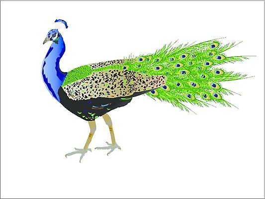 EPS 해외이미지 동물 날개 일러스트 발 조류 동물원 미술 컬러풀 공작 깃털 해외202004 해외일러스트 컬러 문화예술 신체부위 파일형식 벡터 이미지허브