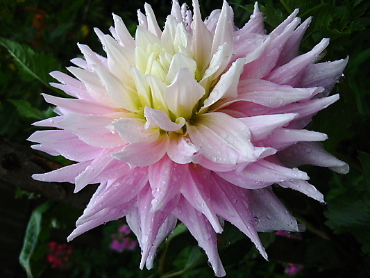 포토 JPG 해외이미지 식물 계절 꽃잎 꽃 줄기 분홍색 꽃다발 잎 자연 발렌타인데이 선물 사랑 사람없음 장식 빨간색 초록색 물 여름 컬러풀 햇빛 노란색 정원 봄 젖음 벚꽃 신선 생일 개화 닫기 떨어짐 달리아 묘사 원예 질감 내추럴 강렬 해외202004 해외포토 자연요소 기념일 감정 컬러 컨셉 모션 데이이벤트 취미 태양 생태계 파일형식 이미지허브