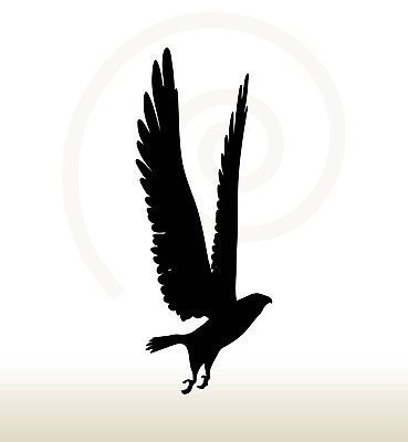 EPS 해외이미지 클립아트 동물 실루엣 야생동물 일러스트 자연 조류 검은색 심볼 독수리 참새 미국문화 애국심 착륙 해외202004 해외일러스트 컬러 촬영기법 생태계 서양문화 파일형식 벡터 이미지허브