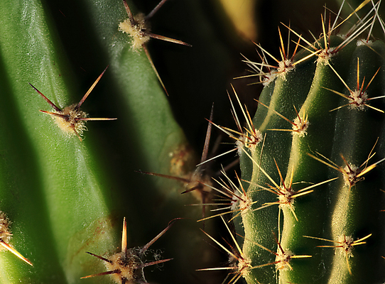 포토 JPG 해외이미지 식물 백그라운드 자연 추상 멕시코 선인장 건조 사람없음 초록색 사막 성장 가시 스페인 날카로움 리빙 해외202004 해외포토 유럽 컬러 북아메리카 무늬 생태계 파일형식 이미지허브