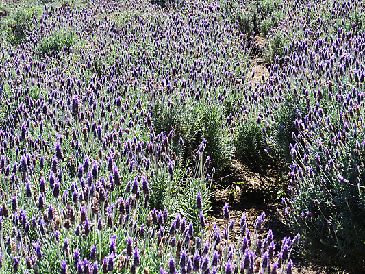 포토 JPG 해외이미지 식물 꽃 백그라운드 밭 자연 사람없음 여름 파란색 정원 보라색 벚꽃 개화 허브 제비꽃 향수 원예 향기 아로마 향 아로마테라피 라벤더 내추럴 해외202004 해외포토 계절 컬러 농업 취미 화장품 생태계 냄새 테라피 파일형식 이미지허브
