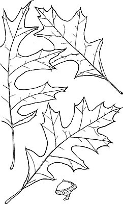 EPS 해외이미지 선 잎 일러스트 종류 미술 초록색 검은색 수확 흰색 배열 그림 북쪽 판화 반구 해외202004 해외일러스트 식물 컬러 농업 문화예술 원형 방향 파일형식 벡터 이미지허브