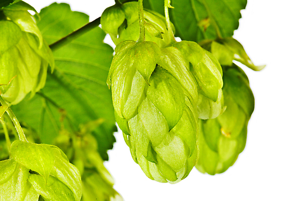 포토 JPG 해외이미지 식물 음식 줄기 백그라운드 잎 농업 재료 자연 맥주 사람없음 초록색 정원 수확 성장 흰색 나뭇가지 신선 덩굴 허브 원뿔 내추럴 양조장 억울 해외202004 해외포토 도형 나무 감정 산업 컬러 주류 생태계 파일형식 이미지허브