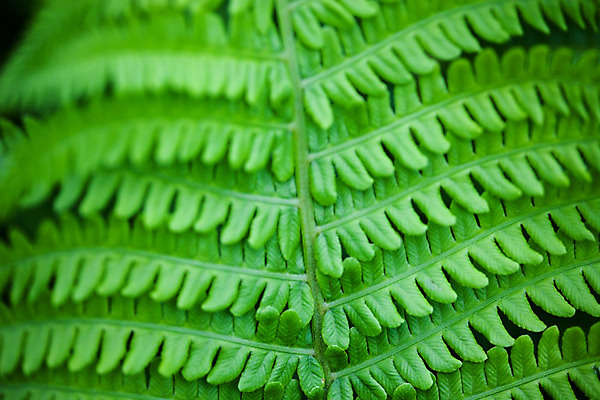 포토 JPG 해외이미지 식물 계절 공원 백그라운드 낙엽 잎 자연 추상 사람없음 야외 초록색 여름 컬러풀 정원 봄 성장 나뭇가지 신선 티켓 숲 다발 내추럴 양치류 그리너리 해외202004 해외포토 나무 공공시설 컬러 무늬 생태계 파일형식 트랜드컬러 이미지허브