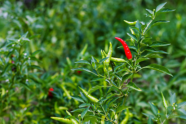 포토 JPG 해외이미지 식물 아시아 음식 잎 농업 토마토 채소 과일 태국 자연 고추 사람없음 장식 빨간색 초록색 컬러풀 정원 맑음 수확 성장 뜨거움 체리 맛 작음 향신료 원예 매움 후추 내추럴 강렬 오리지널 해외202004 해외포토 나라 산업 컬러 컨셉 날씨 취미 크기 생태계 향미료 파일형식 이미지허브