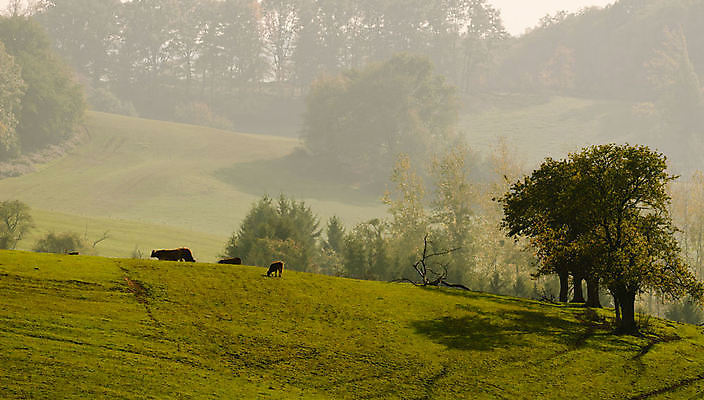 포토 JPG 해외이미지 나무 계절 공원 잎 일러스트 자연 하늘 풍경 사람없음 야외 초록색 여름 햇빛 일출 환경 안개 시골 숲 땅 장면 내추럴 해외202004 해외포토 식물 공공시설 컬러 날씨 태양 노을 생태계 파일형식 이미지허브