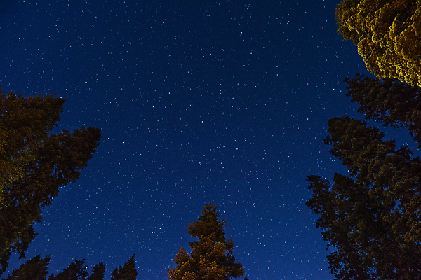 포토 JPG 해외이미지 나무 식물 공원 별 자연 국립공원 사람없음 야외 목재 미국 야간 숲 캘리포니아 내추럴 전국 해외202004 해외포토 자연요소 공공시설 북아메리카 재료 생태계 파일형식 이미지허브