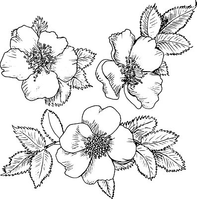 EPS 해외이미지 식물 손 디자인 꽃 결혼 백그라운드 잎 꽃무늬 일러스트 자연 미술 장식 여름 세트 장미 정원 봄 수확 벚꽃 흰색 신용카드 스케치 문신 허브 그림 복고 초대 고립 스크랩북 옛날 스타일 해외202004 해외일러스트 계절 컬러 무늬 농업 문화예술 이벤트 신체부위 금융 생태계 파일형식 벡터 이미지허브