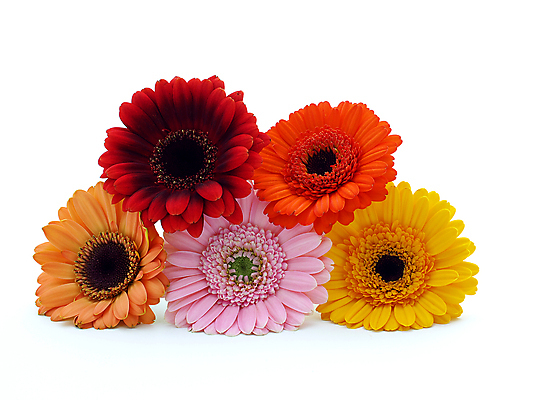 포토 JPG 해외이미지 식물 꽃 줄기 분홍색 백그라운드 오렌지 발렌타인데이 선물 사람없음 초록색 컬러풀 노란색 봄 벚꽃 흰색 신선 개화 닫기 큼 묘사 원예 데이지 꽃가루 거베라 고립 넘어짐 해외202004 해외포토 계절 컬러 과일 모션 데이이벤트 취미 크기 가루 파일형식 이미지허브