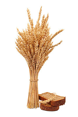 포토 JPG 해외이미지 식물 음식 빵 줄기 백그라운드 건강 옥수수 사람없음 갈색 주방 식사 껍질 흰색 낟알 시리얼 밀 다발 준비 슬라이스 귀 밀가루 덩어리 고립 호밀 귀리 해외202004 해외포토 컬러 곡류 신체부위 가루 파일형식 이미지허브