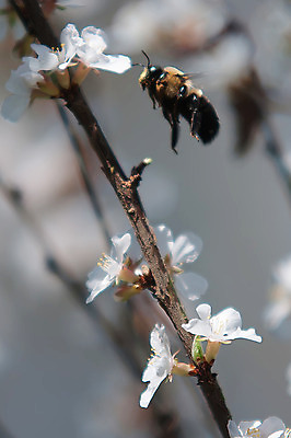포토 JPG 해외이미지 나무 식물 디자인 꽃잎 꽃 분홍색 곤충 백그라운드 자연 하늘 바람 건강 사람없음 야외 일본 맑음 중국 봄 회색 수확 성장 벚꽃 흰색 나뭇가지 신선 개화 체리 닫기 선택 과수원 원예 복고 보케 내추럴 블러 해외202004 해외포토 자연요소 동물 계절 아시아 컬러 컨셉 농업 과일 모션 날씨 취미 생태계 파일형식 이미지허브