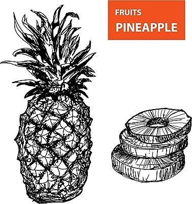 EPS 해외이미지 일러스트 사람없음 스케치 라인아트 파인애플 해외202004 해외일러스트 선 과일 미술 열대과일 파일형식 벡터 이미지허브