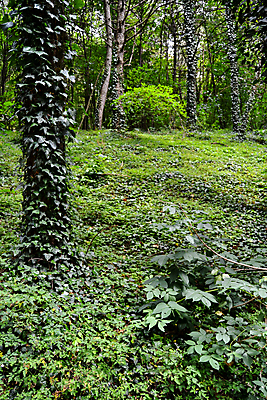 포토 JPG 해외이미지 나무 식물 공원 잎 자연 풍경 사람없음 야외 목재 초록색 빛 성장 나뭇가지 덩굴 숲 묘사 유기농 질감 아이비 내추럴 강렬 생태학 해외202004 해외포토 웰빙 공공시설 교육 컬러 재료 생태계 파일형식 이미지허브