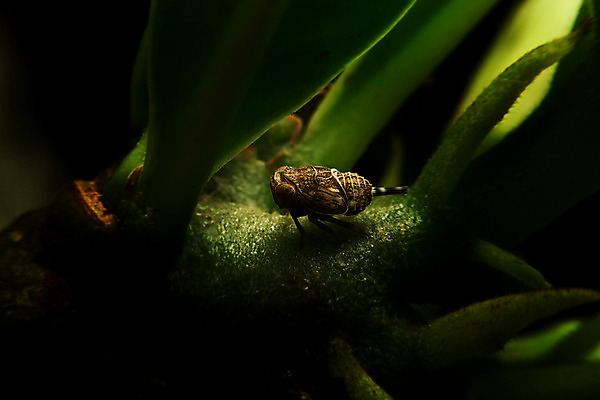 포토 JPG 해외이미지 동물 곤충 자연 사람없음 검은색 고요 내추럴 해외202004 해외포토 컬러 생태계 파일형식 이미지허브