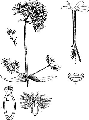 EPS 해외이미지 선 잎 과일 일러스트 미술 씨앗 빨간색 검은색 수확 흰색 그림 분열 판화 길이 숙성 해외202004 해외일러스트 식물 컬러 농업 문화예술 파일형식 벡터 이미지허브