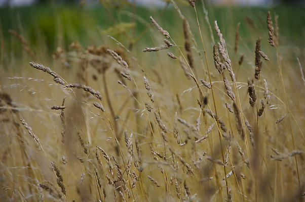 포토 JPG 해외이미지 식물 음식 빵 줄기 백그라운드 밭 농업 자연 건조 옥수수 씨앗 사람없음 농작물 농장 농경지 노란색 수확 성장 시골 황금 낟알 시리얼 밀 귀 장면 밀짚 내추럴 밭일 숙성 호밀 세련 해외202004 해외포토 산업 컬러 곡류 신체부위 짚 생태계 파일형식 이미지허브