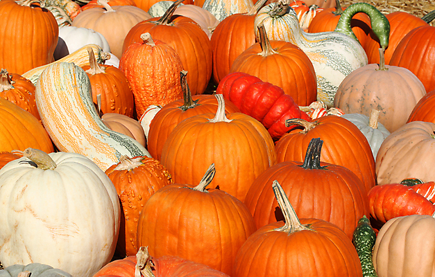 포토 JPG 해외이미지 계절 음식 백그라운드 잎 밭 농업 채소 오렌지 부분 자연 호박 휴가 옥수수 사람없음 야외 장식 빨간색 초록색 여름 컬러풀 농장 노란색 정원 맑음 축제 할로윈 수확 성장 가을 시골 신선 시장 큼 11월 유기농 박 추수감사절 10월 내추럴 땅바닥 밭일 숙성 많음 해외202004 해외포토 식물 웰빙 산업 기독교 컬러 컨셉 과일 날씨 곡류 바닥 날짜 크기 생태계 파일형식 이미지허브