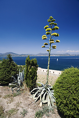 포토 JPG 해외이미지 꽃 바다 항해 사람없음 초록색 파란색 프랑스 벚꽃 지중해 이국적 해외202004 해외포토 식물 유럽 컬러 배_교통 파일형식 이미지허브