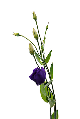 포토 JPG 해외이미지 줄기 잎 실내 사람없음 꽃봉오리 흰배경 호접란 해외202004 해외포토 식물 꽃 백그라운드 내부 흰색 파일형식 이미지허브