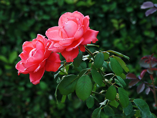 포토 JPG 해외이미지 식물 꽃잎 꽃 줄기 분홍색 백그라운드 잎 꽃무늬 자연 휴가 발렌타인데이 사랑 사람없음 야외 장식 초록색 컬러풀 장미 정원 봄 벚꽃 신선 내추럴 강렬 생태학 해외202004 해외포토 계절 교육 감정 컬러 무늬 데이이벤트 생태계 파일형식 이미지허브