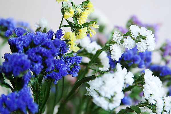 포토 JPG 해외이미지 꽃 선물 사람없음 파란색 노란색 보라색 뜨거움 8월 해외202004 해외포토 식물 컬러 날짜 파일형식 이미지허브