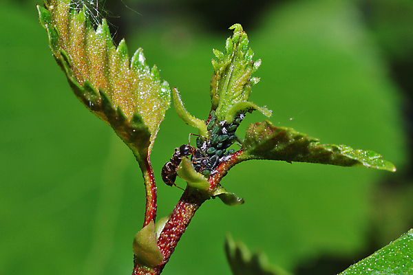 포토 JPG 해외이미지 식물 동물 꽃 곤충 농업 자연 함께함 사람없음 목재 초록색 장미 정원 봄 그룹 해충 위험 묘사 원예 개미 기생충 해외202004 해외포토 나무 계절 산업 컬러 컨셉 재료 취미 바이러스 벌레 생태계 파일형식 이미지허브