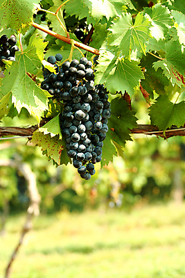 포토 JPG 해외이미지 음식 농업 과일 포도 사람없음 농작물 보라색 신선 다발 유기농 포도밭 포도나무 메를로 숙성 해외202004 해외포토 웰빙 산업 컬러 밭 과일나무 파일형식 이미지허브