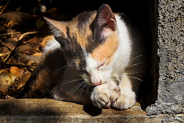 포토 JPG 해외이미지 동물 백그라운드 자연 그림자 사람없음 반려동물 햇빛 고양이 흰색 그늘 부드러움 생강 해외202004 해외포토 컬러 채소 포유류 태양 감각 생태계 파일형식 이미지허브