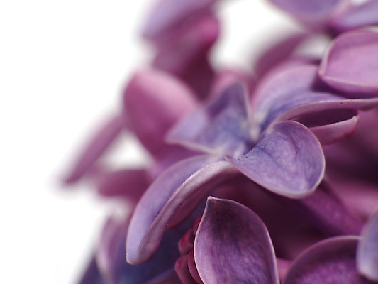 포토 JPG 해외이미지 식물 꽃 자연 사람없음 세로 정원 보라색 봄 벚꽃 관목 향기 라벤더 라일락 해외202004 해외포토 나무 계절 컬러 허브 생태계 냄새 파일형식 이미지허브