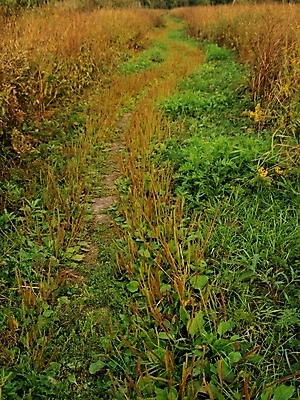 포토 JPG 해외이미지 구름 계절 길 빵 백그라운드 밭 농업 곡선 자연 풍경 잔디 사람없음 야외 초록색 여름 파란색 농장 농경지 일출 맑음 침묵 일몰 봄 산책 수확 가을 시골 황금 볏짚 언덕 L 밀짚 산소 굴곡 방법 오지 수평선 해외202004 해외포토 자연요소 식물 알파벳 산업 선 음식 컬러 날씨 휴식 노을 소리 원소 짚 생태계 파일형식 이미지허브