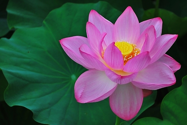 포토 JPG 해외이미지 계절 공원 꽃잎 꽃 문화 선 분홍색 여행 백그라운드 컨셉 잎 추상 연꽃 사람없음 초록색 여름 평화 정원 일본 침묵 고요 기쁨 벚꽃 흰색 연못 가득함 심볼 순수 명상 해외202004 해외포토 식물 공공시설 감정 아시아 컬러 무늬 소리 파일형식 이미지허브