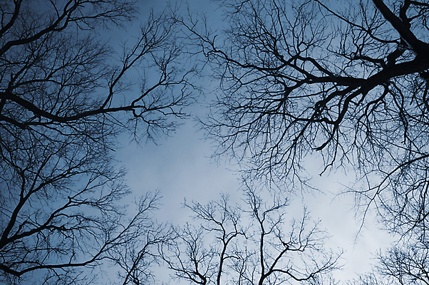 포토 JPG 해외이미지 나무 겨울 패턴 하늘 사람없음 파란색 빛 추위 나뭇가지 그물 저녁 숲 마법 해외202004 해외포토 식물 계절 컬러 무늬 야간 파일형식 이미지허브