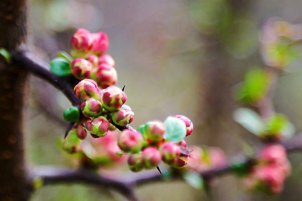 포토 JPG 해외이미지 나무 식물 계절 꽃잎 꽃 분홍색 백그라운드 잎 꽃무늬 과일 자연 벽지 사람없음 야외 장식 초록색 여름 파란색 빛 컬러풀 노란색 환경 정원 맑음 봄 벚꽃 흰색 나뭇가지 신선 개화 체리 사과 질감 자두 내추럴 꽃수술 해외202004 해외포토 컬러 무늬 날씨 생태계 파일형식 이미지허브