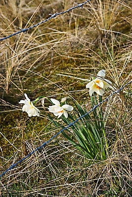 포토 JPG 해외이미지 꽃 모래 바다 여행 백그라운드 자연 하늘 바람 휴가 풍경 사람없음 야외 가로 물 파란색 모래사장 노란색 평화 황금 보호 모래언덕 언덕 수선화 수평선 해외202004 해외포토 자연요소 식물 컬러 컨셉 날씨 생태계 파일형식 이미지허브