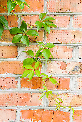포토 JPG 해외이미지 나무 식물 벽 백그라운드 건축양식 벽돌 사람없음 건물 초록색 갈색 도시 질감 시멘트 아이비 옛날 해외202004 해외포토 건축물 건축 컬러 파일형식 이미지허브
