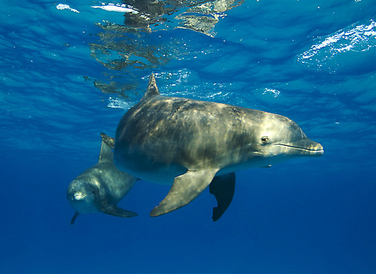 포토 JPG 해외이미지 동물 야생동물 바다 포유류 자연 표면 사람없음 물 파란색 수중 수면 돌고래 대서양 해외202004 해외포토 자연요소 컬러 수중동물 생태계 파일형식 이미지허브