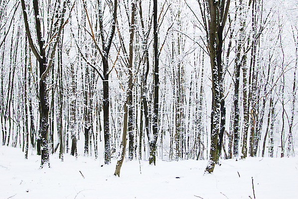 포토 JPG 해외이미지 주간 나무 겨울 자연 산 사람없음 야외 숲속 겨울풍경 해외202004 눈덮임 해외포토 자연요소 식물 계절 컨셉 풍경 숲 생태계 파일형식 이미지허브