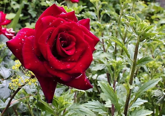 포토 JPG 해외이미지 식물 기념일 꽃잎 꽃무늬 데이트 기념 발렌타인데이 선물 사랑 사람없음 빨간색 물 장미 보라색 활발 촉촉함 벚꽃 물방울 신선 생일 액체 우아함 이슬 수분 빗방울 기적 심볼 순수 묘사 꽃봉오리 싱글 질감 향기 열정 마법 내추럴 해외202004 해외포토 자연요소 꽃 감정 컬러 컨셉 무늬 데이이벤트 이벤트 젖음 비_날씨 냄새 파일형식 이미지허브