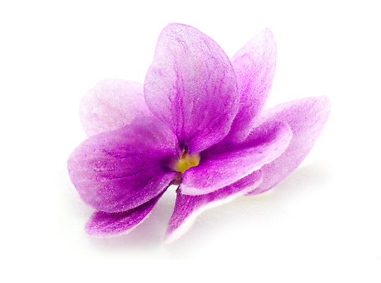 포토 JPG 해외이미지 식물 디자인 꽃 행복 백그라운드 꽃무늬 부분 자연 사람없음 파란색 컬러풀 노란색 머리 보라색 봄 활발 흰색 제비꽃 오브젝트 싱글 비올라 엘리먼트 해외202004 해외포토 계절 감정 컬러 컨셉 무늬 신체부위 생태계 파일형식 찰현악기 이미지허브