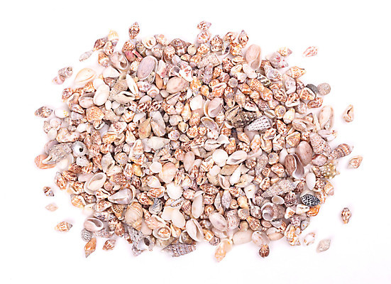 포토 JPG 해외이미지 동물 디자인 바다 백그라운드 패턴 자연 조개 사람없음 장식 껍질 수집 묘사 내추럴 고립 많음 해외202004 해외포토 컨셉 무늬 어패류 생태계 파일형식 이미지허브